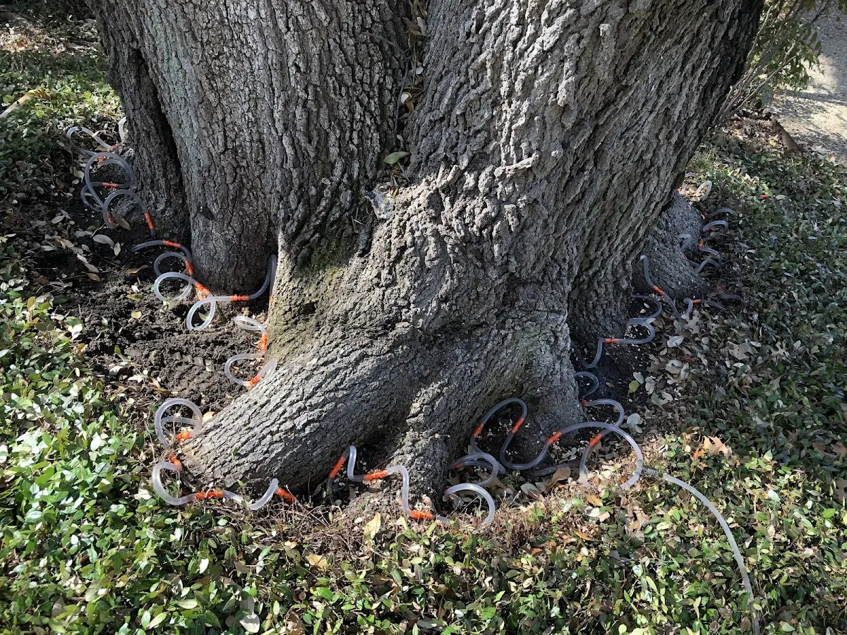 Detailed Tree Cabling and Bracing job site in Brookside