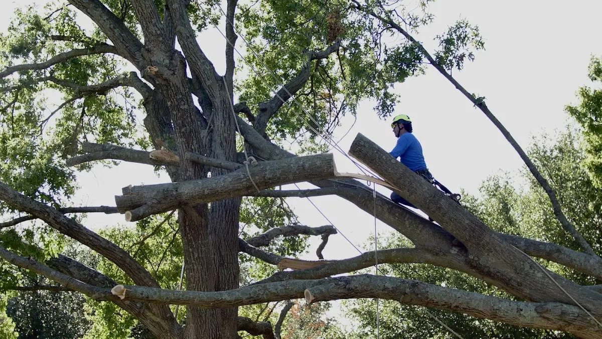 Professional Hazardous Tree Removal performed by certified arborists in Brookside